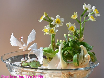Bán củ hoa Thủy Tiên , bình hoa Thủy Tiên gọt trổ tạo dáng nghệ thuật đón Xuân Giáp Thìn 2024 7
