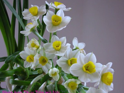 Bán củ hoa Thủy Tiên , bình hoa Thủy Tiên gọt trổ tạo dáng nghệ thuật đón Xuân Giáp Thìn 2024 4