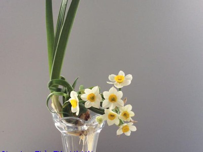 Bán củ hoa Thủy Tiên , bình hoa Thủy Tiên gọt trổ tạo dáng nghệ thuật đón Xuân Giáp Thìn 2024 8