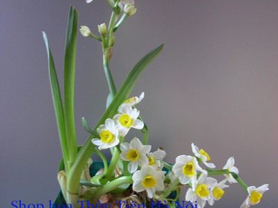 Bán củ hoa Thủy Tiên , bình hoa Thủy Tiên gọt trổ tạo dáng nghệ thuật đón Xuân Giáp Thìn 2024 2