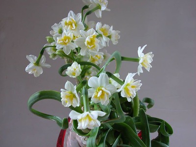 Bán củ hoa Thủy Tiên , bình hoa Thủy Tiên gọt trổ tạo dáng nghệ thuật đón Xuân Giáp Thìn 2024 1