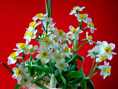 Bán củ hoa Thủy Tiên , bình hoa Thủy Tiên gọt trổ tạo dáng nghệ thuật đón Xuân Giáp Thìn 2024 0