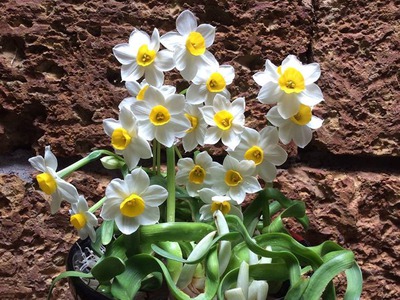 Bán củ hoa Thủy Tiên , bình hoa Thủy Tiên gọt trổ tạo dáng nghệ thuật đón Xuân Giáp Thìn 2024 16