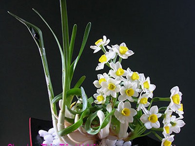 Bán củ hoa Thủy Tiên , bình hoa Thủy Tiên gọt trổ tạo dáng nghệ thuật đón Xuân Giáp Thìn 2024 6
