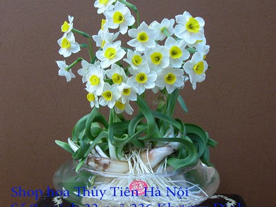 Bán củ hoa Thủy Tiên , bình hoa Thủy Tiên gọt trổ tạo dáng nghệ thuật đón Xuân Giáp Thìn 2024 15