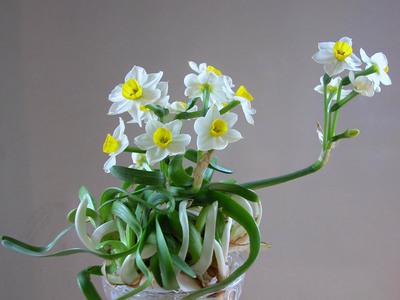 Bán củ hoa Thủy Tiên , bình hoa Thủy Tiên gọt trổ tạo dáng nghệ thuật đón Xuân Giáp Thìn 2024 11