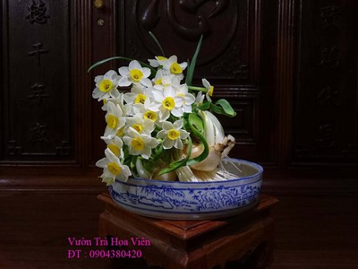 Bán củ hoa Thủy Tiên , bình hoa Thủy Tiên gọt trổ tạo dáng nghệ thuật đón Xuân Giáp Thìn 2024 14