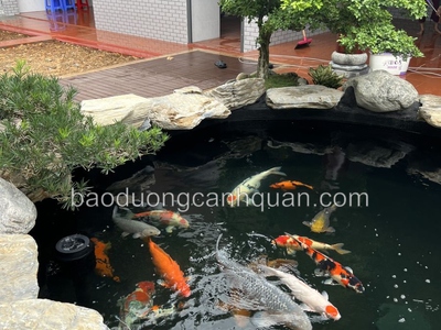Thi công hồ cá Koi đẹp chuyên nghiệp ở TPHCM, Đồng Nai 0