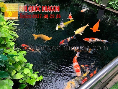 Thi công hồ Koi đẹp chuyên nghiệp ở Đồng Nai, HCM, Bình Dương 0