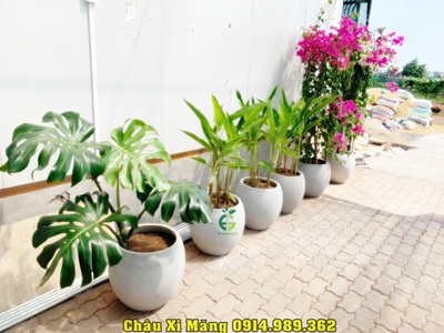 Chậu xi măng nhẹ dáng lu tròn 1