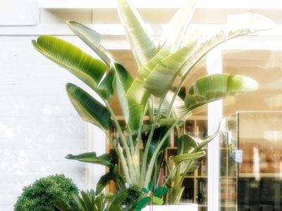 Chậu xi măng nhẹ dáng lu tròn 3