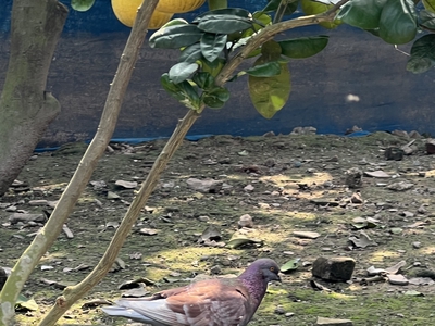 Cc cho thuê nhà Yên Sơn Quốc oai. Nhà khép kín 300m2, giá 2.5tr/th 1