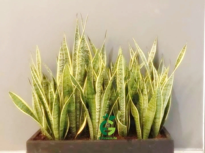 Châu xi măng nhẹ hình chữ nhật 2