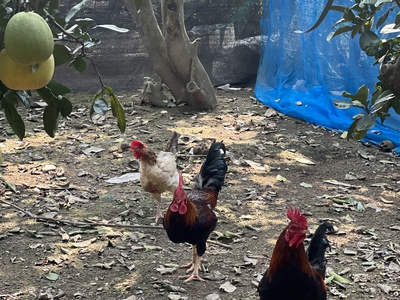 Cho thuê nhà 2.5tr Yên Sơn, Quốc Oai. Gần trường, chợ 0