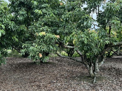 Cc cho thuê nhà Yên Sơn Quốc oai. Nhà khép kín 300m2, giá 2.5tr/th 0