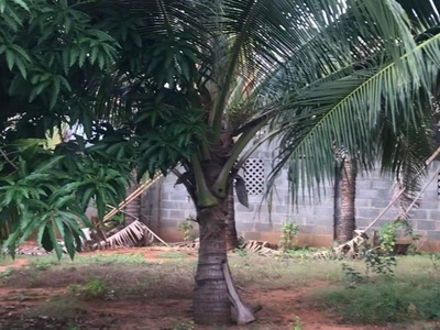 Bán nhà mtkd thủ khoa huân, phú thủy, tp phan thiết, 503m2, quán ăn sân vườn. 3