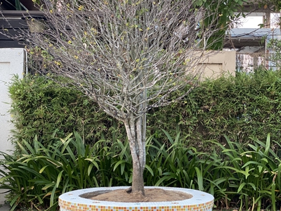 Cơ sở chậu hoa Thế Sơn - chậu hoa dán sành sứ - chậu khảm sành - cẩn miễng 3