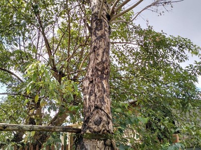 Cho Thuê Xe 7 Chỗ Giá Rẻ 147