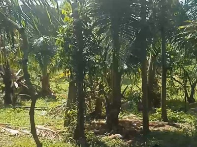 Cần bán nhanh căn nhà đất thổ cư mặt tiền nhựa tại bình ba châu đức. 4