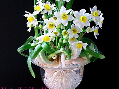 Bán hoa Thủy Tiên gọt trổ đẹp nở hoa đẹp hương thơm thanh khiết , nghệ thuật chào đón Tết 2024 2