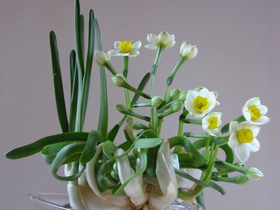 Bán hoa Thủy Tiên gọt trổ đẹp nở hoa đẹp hương thơm thanh khiết , nghệ thuật chào đón Tết 2024 11