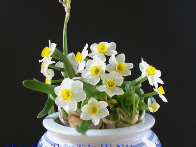 Bán hoa Thủy Tiên gọt trổ đẹp nở hoa đẹp hương thơm thanh khiết , nghệ thuật chào đón Tết 2024 1