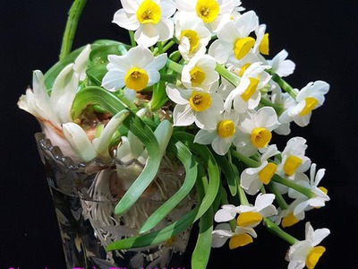 Bán hoa Thủy Tiên gọt trổ đẹp nở hoa đẹp hương thơm thanh khiết , nghệ thuật chào đón Tết 2024 4