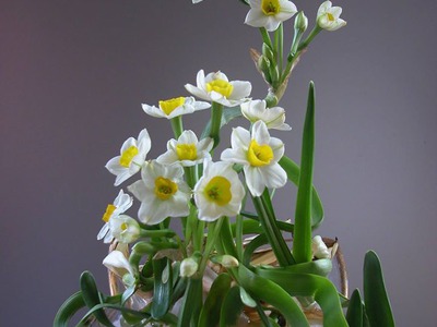 Bán hoa Thủy Tiên gọt trổ đẹp nở hoa đẹp hương thơm thanh khiết , nghệ thuật chào đón Tết 2024 7