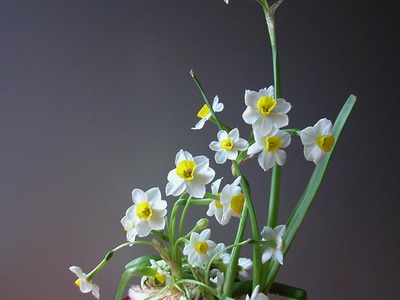 Bán hoa Thủy Tiên gọt trổ đẹp nở hoa đẹp hương thơm thanh khiết , nghệ thuật chào đón Tết 2024 6