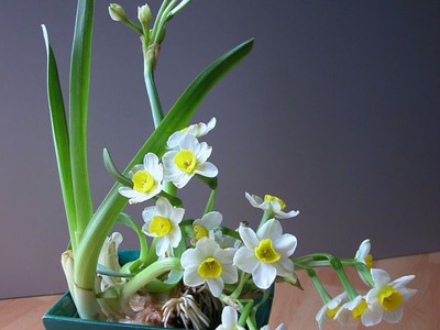 Bán hoa Thủy Tiên gọt trổ đẹp nở hoa đẹp hương thơm thanh khiết , nghệ thuật chào đón Tết 2024 8