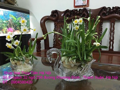 Bán hoa Thủy Tiên gọt trổ tạo dáng nghệ thuật chào đón Tết Nguyên Đán Giáp Thìn 2024 1