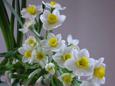 Bán hoa Thủy Tiên gọt trổ đẹp nở hoa đẹp hương thơm thanh khiết , nghệ thuật chào đón Tết 2024 10