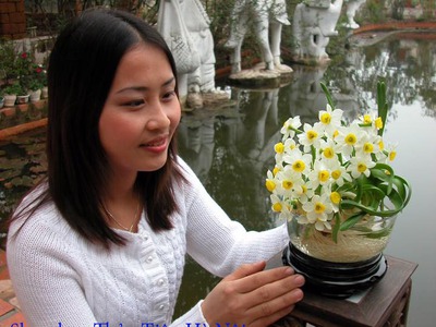 Bán hoa Thủy Tiên gọt trổ đẹp nở hoa đẹp hương thơm thanh khiết , nghệ thuật chào đón Tết 2024 3