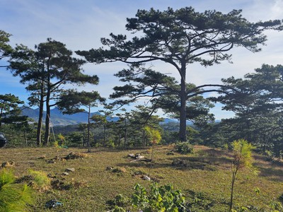 Bán đất lớn view đẹp, tiện phân lô biệt thự ở thành phố Đà Lạt. 0