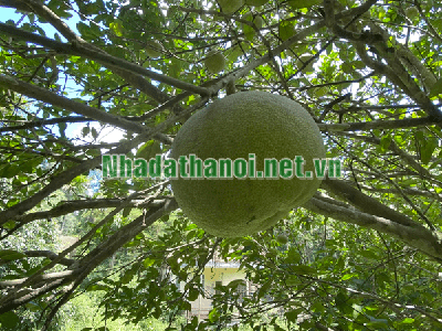 Chính chủ bán biệt thự cạnh sân golf Phượng Hoàng, Huyện Lương Sơn, Tỉnh Hòa Bình 14