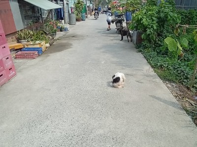 Chính chủ cho thuê căn hộ 2N1K tại phố chùa láng 3696