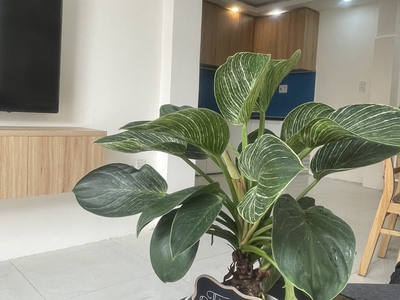 Nhà 2 tầng 150m2 5,95ty 3pn nguyễn ảnh thủ, p. hiệp thành, q12, có dòng tiền 30t 4