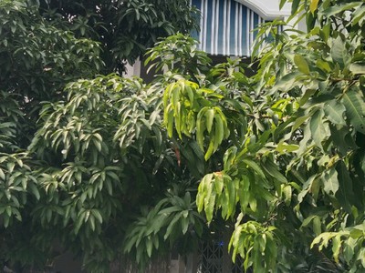 Chính chủ cho thuê căn hộ 2N1K tại phố chùa láng 5172