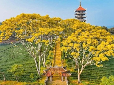 Bán đất nghỉ dưỡng Bảo Lộc GIÁ F0, ngay điểm xuống CT DẦU GIÂY   LIÊN KHƯƠNG 1