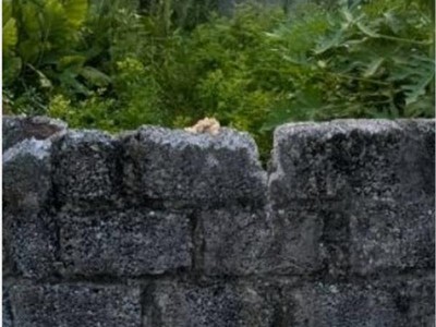 Bán đất dt57m, gần tt huyện thanh trì, có nhà cho thuê dòng tiền nhỉnh 3tỷ 0