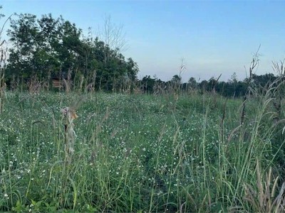 Cần bán gấp lô  5000  m    tại  xã tân an hội  huyện củ chi, tp.hcm 1