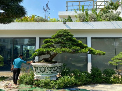 Cơ sở chậu hoa Thế Sơn - chậu hoa dán sành sứ - chậu khảm sành - cẩn miễng fs 12