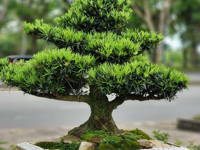 Cơ sở chậu hoa Thế Sơn - chậu hoa dán sành sứ - chậu khảm sành - cẩn miễng fs 16