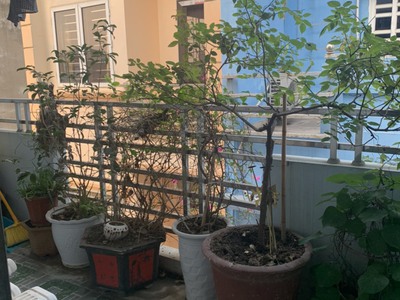 Chính chủ cho thuê căn hộ 2N1K tại phố chùa láng 10053
