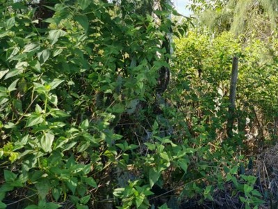 Chính chủ cho thuê căn hộ 2N1K tại phố chùa láng 12949