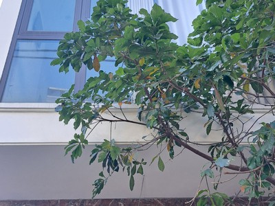 Nhà Đẹp Bát Khối, Long Biên, Lô Góc, 2 Mặt Thoáng, Gara, Nhỉnh 6 Tỷ 4