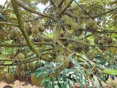 Chính chủ cho thuê căn hộ 2N1K tại phố chùa láng 14250