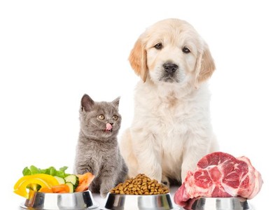 1 Số chế Độ Ăn Uống Hợp Lý Cho Thú Cưng Của Bạn 0