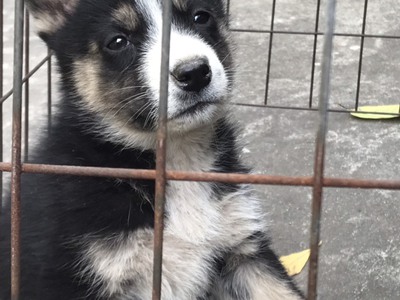 Bán chó ĐEN  Tứ túc mai hoa, ngực trắng, mắt xanh, huyền đê  1.600.000đ 1