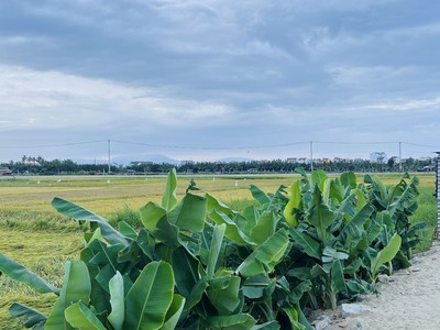 Cần bán lô đất view lúa trực diện an mỹ 200m   10x20 , tay đụng lúa, view lúa dài 20m hàng hiếm 1